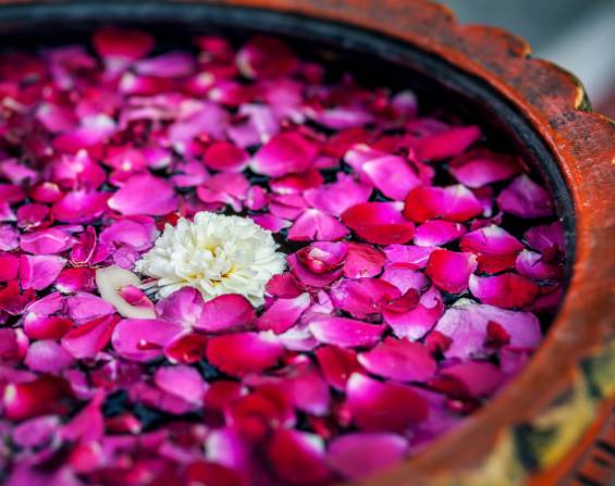 White flower with red rose petals in the bowl in SPA salon
